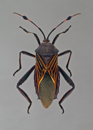 Giant Mesquite Bugs are marked by red flourishes on their backs